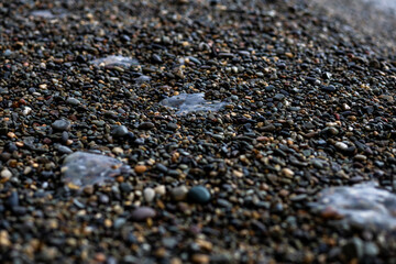 winter beach in the velvet tourist season. frozen jellyfish on cold rocks. frozen jellyfish in...