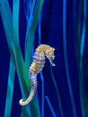 Close up of a sea horse