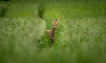 deer in the grass © Ronny