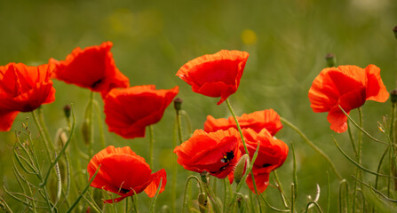 Obraz premium field of red poppies