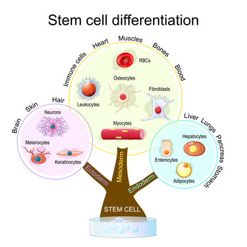 Stem cell differentiation. Regenerative medicine. Directed development of Endoderm, Ectoderm, Mesoderm.