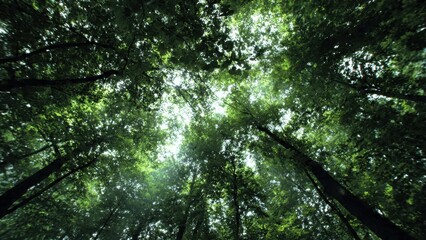 Fototapeta premium Forest canopy with sunlight filtering through
