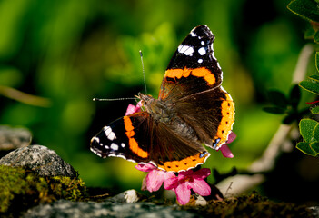 butterfly on a flower
