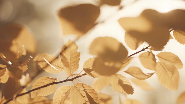 Golden tree leaves backlit by warm sunlight, creating a serene autumn scene with soft glowing foliage, warm tones and peaceful natural texture ideal for seasonal backgrounds