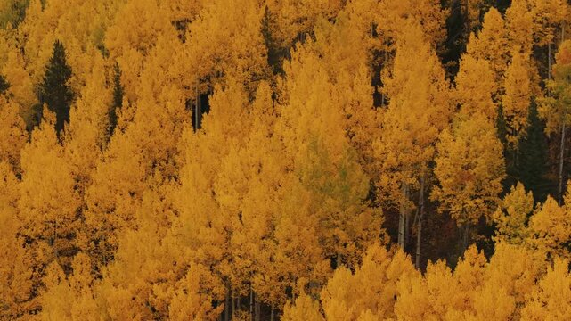 Orange aspen tree in fall colors, autumn season, drone video Colorado 4K