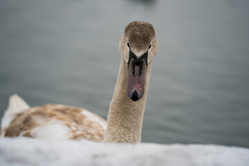 winter nature around Lake Most