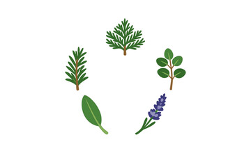 Obraz premium Various types of herbs arranged in a circular pattern with each herb represented by a simple design on a white background