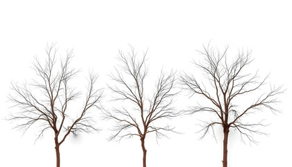 Fototapeta premium Three bare trees with brown branches on a white background. Generative AI.