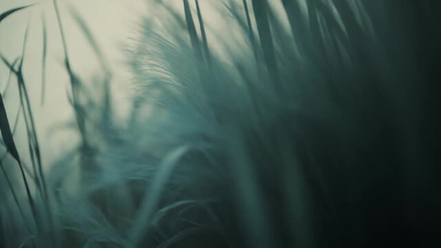 Lush ornamental grass with feathery plumes creating a soft, ethereal atmosphere, providing a tranquil and organic backdrop with smooth bokeh and natural light