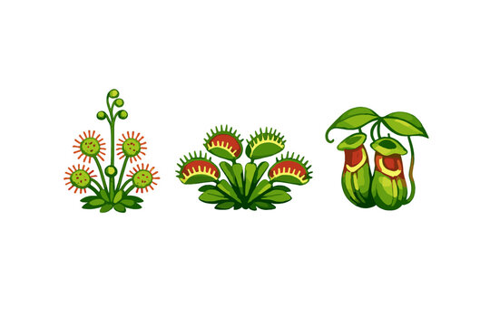 Different types of carnivorous plants are shown with green colors and unique shapes in a simple design on a white background
