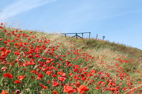 field of vallmo and blue sky