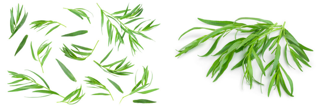tarragon or estragon isolated on a white background. Artemisia dracunculus
