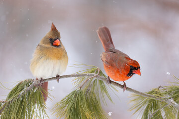 Obraz premium male and female cardinals on evergreen branch in snow