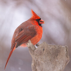 Obraz premium red cardinal on perch in snow