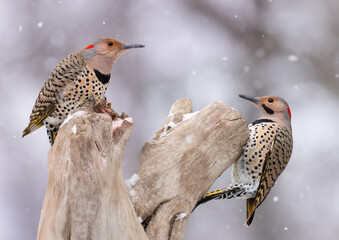 Obraz premium male and female flicker on perch in snow