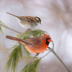 Obraz premium Cardinal and sparrow on evergreen branch in snow