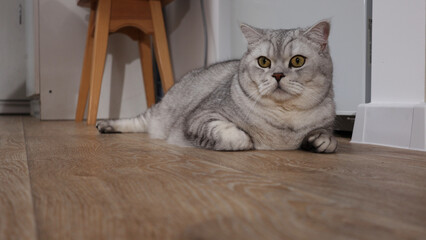 British Shorthair cat with silver tabby coat resting on a wooden floor indoors