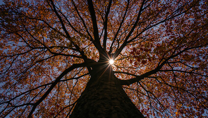 初秋の黄昏に逆光で枝葉が縁取られる大樹を見上げ空色の移ろいを収める