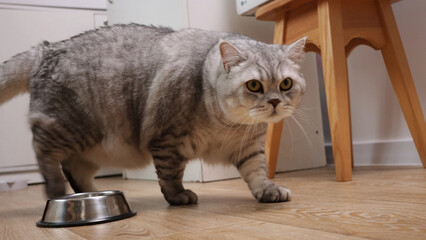 A fluffy silver tabby cat with striking green eyes walks towards an empty food bowl