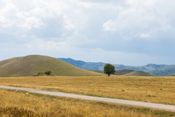 Fototapeta premium Durmitor National Park view, Montenegro. A lone tree stands in a golden field