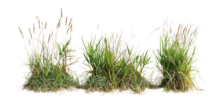 PNG Grass Borders grass vegetation background.