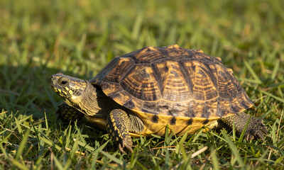 Obraz premium solitary centrochelys sulcata turtle lies exposed still basking warm sunlight casts golden glow across weathered shell