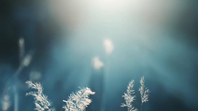 Reeds with feathery panicles are standing tall, catching serene light, creating a calming, atmospheric landscape, symbolizing nature's resilience and peaceful beauty