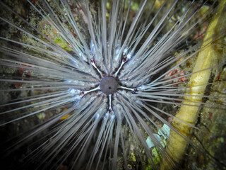 Close Up of Diadem Sea Urchin Among Coral Reef in Lembeh Indonesia