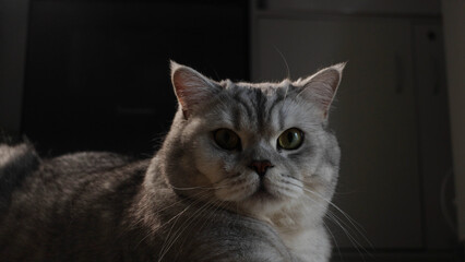 Close-up portrait of a fluffy British Shorthair cat with striking green eyes and grey fur © BETTLE prod