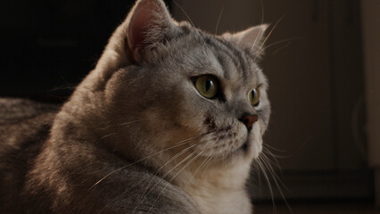 Fototapeta premium Close-up portrait of a fluffy silver tabby cat with striking green eyes looking to the side