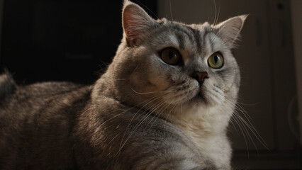 Obraz premium Close-up portrait of a fluffy British Shorthair cat with striking green eyes and silver tabby markings