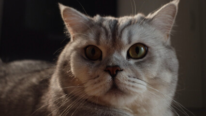 Close-up portrait of a fluffy British Shorthair cat with striking green eyes and silver tabby markings