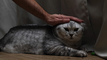 Gentle hand petting a silver tabby Scottish Fold cat with folded ears on a wooden floor