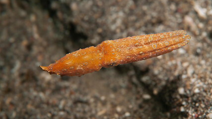 Fototapeta premium Blue ring octopus camouflaged on sandy substrate in Lembeh Indonesia