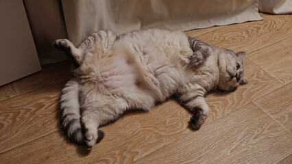 Fluffy silver tabby cat sprawled on its back on a wooden floor, looking relaxed and comfortable