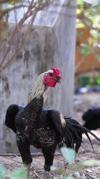 Black Aseel Fighter Rooster (Erode breed) standing with aggressive posture