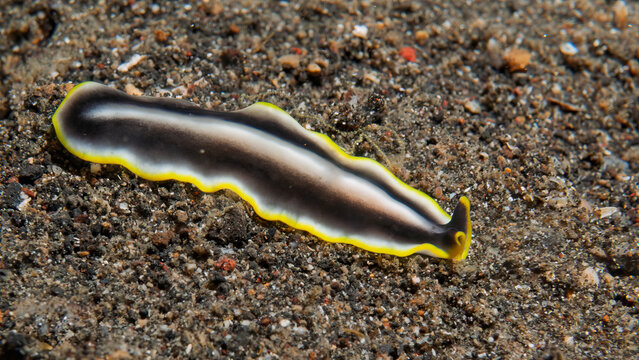 Goldrim Flatworm Crawling Over Sandy Seafloor in Lembeh Indonesia