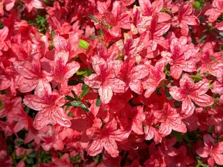 Fototapeten Azalee Red rhododendron azalea flowers.  © OLENA LIALINA