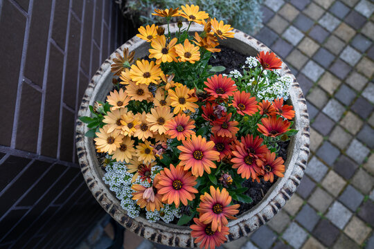 Top view of a round flower pot filled with blooming African daisies (Osteospermum) in warm shades of orange and red, combined with small white sweet alyssum flowers.