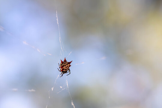 Spiny Orb-Weaver Spider Suspended in Web Against Blue Sky