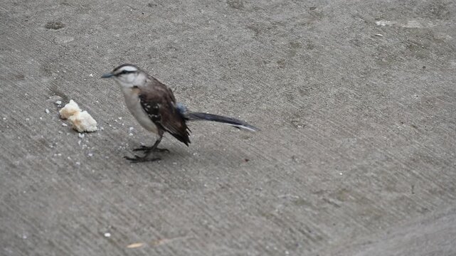 A bird sitting on a fence and raindrops and rain,