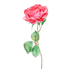 Fototapeta premium A beautiful hand-drawn watercolor rose illustration isolated on a white background. Suitable for card design, invitations, printables, and Valentine's Day.