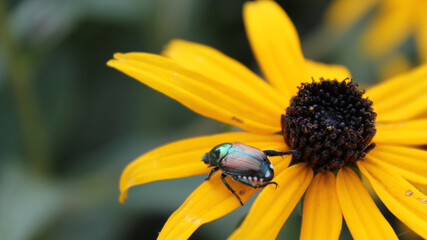 Japanese Beetle on Black Eyed Susan