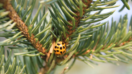 Asian Lady Beetle on Pine Tree