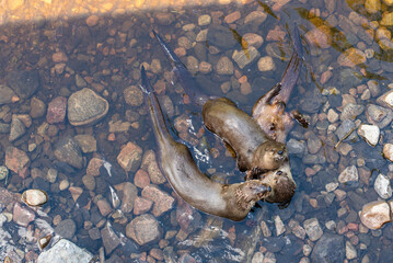 Otter playing in water