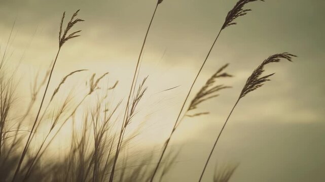 Tall reed grass or common bulrush standing prominently against a soft, bright sky, capturing a serene and tranquil natural landscape scene with warm, golden tones