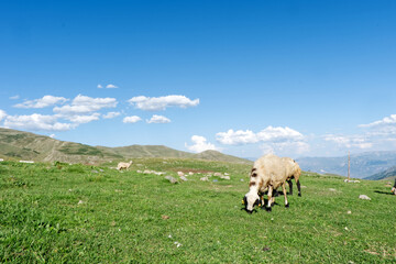 Fototapeta premium Grazing Sheep in the High Plateaus of Ispir, Erzurum. A wide shot of sheep grazing on a vibrant green meadow under a bright blue sky with fluffy clouds in the Turkish highlands during summer 