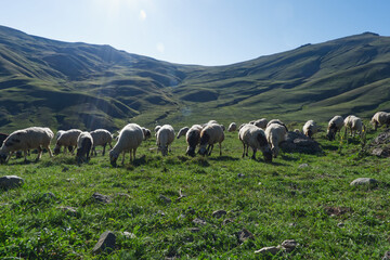 Obraz premium Flock of Sheep Grazing in Sun-Drenched Mountain Valley • A large herd of sheep feeding on a sloping green hillside in the Ispir mountains, with soft sunlight flaring over the ridge. 