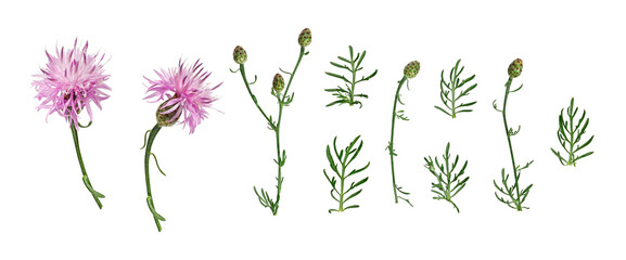 Set of Centaurea stoebe wildflower elements isolated on white background. Pink flowers, buds, stems...