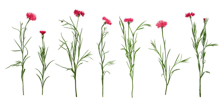 Set of pink cornflowers isolated on white background. Wild Centaurea cyanus plants with flowers, buds and green stems in natural form.